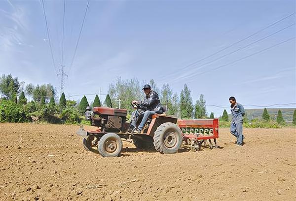 小麥每畝播種多少斤?3組資料可參考,5個方面決定20斤還是50斤 小麥每畝播種多少斤?3組資料可參考,5個方面決定20斤還是50斤