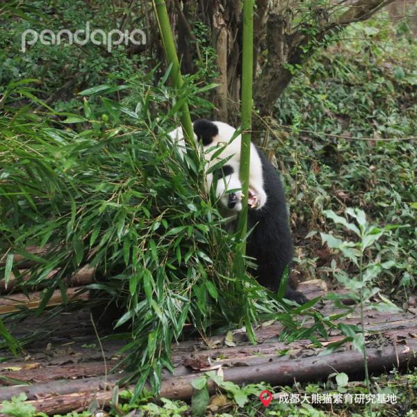 這哪裡是熊貓啊！這不是每天上班上學的我嗎