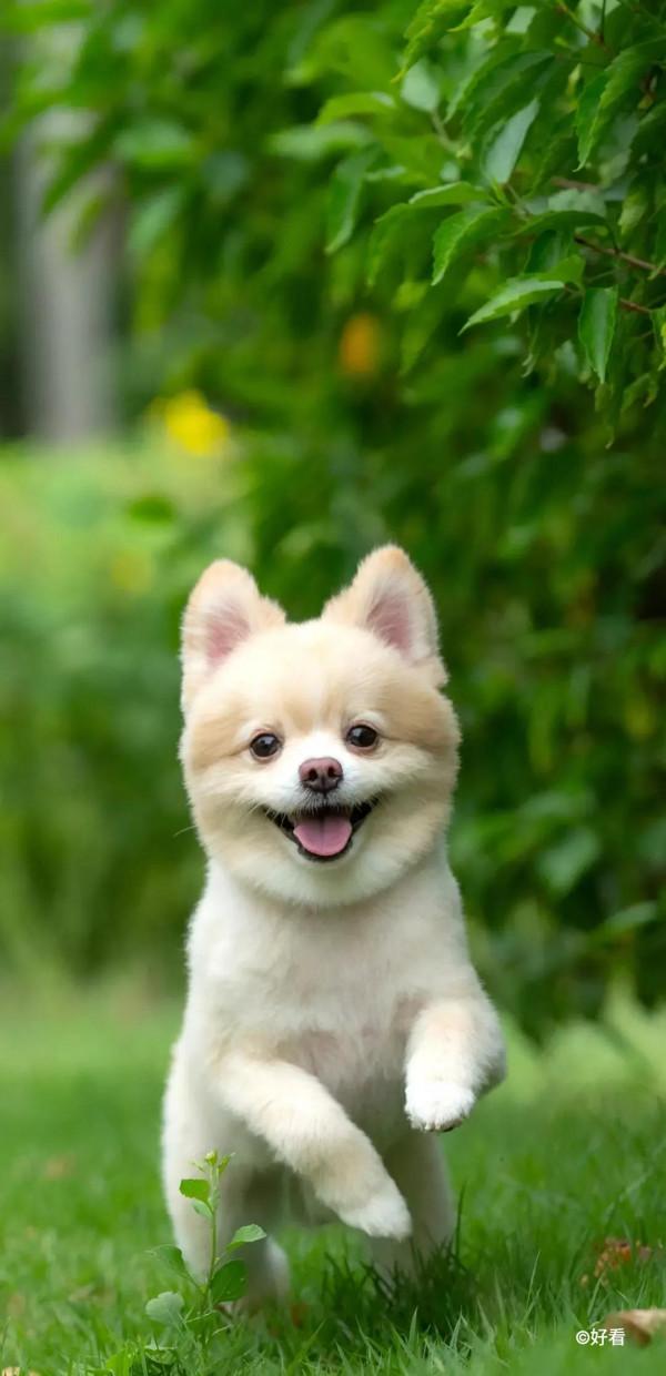 高畫質桌布丨超好看的寵物手機桌布，喜歡小動物的你不要錯過哦