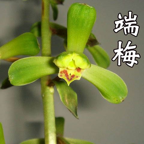 為什麼很多人養花養不活