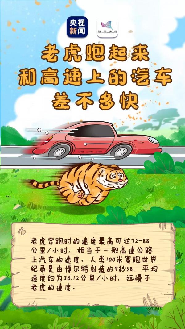 沒想到，你是這樣的虎