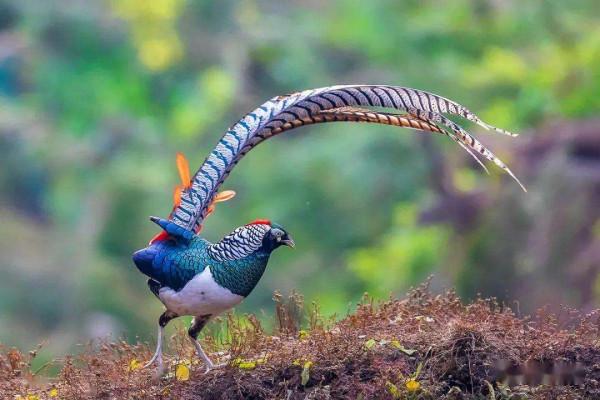 農村什麼最好吃？當然是野味，小時候喜歡的這些野味，已逐漸消失