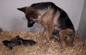 母犬生產完後該如何照顧？記得千萬不要立刻為狗狗洗澡