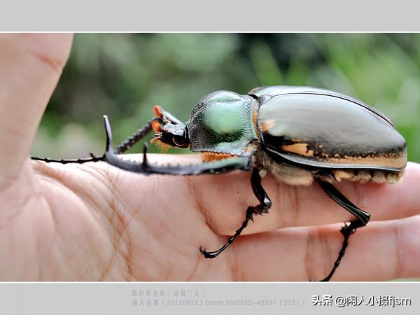 昆蟲攝影:看看傳說中的“一蟲值萬金”的陽彩臂金龜,是個啥模樣 昆蟲攝影:看看傳說中的“一蟲值萬金”的陽彩臂金龜,是個啥模樣