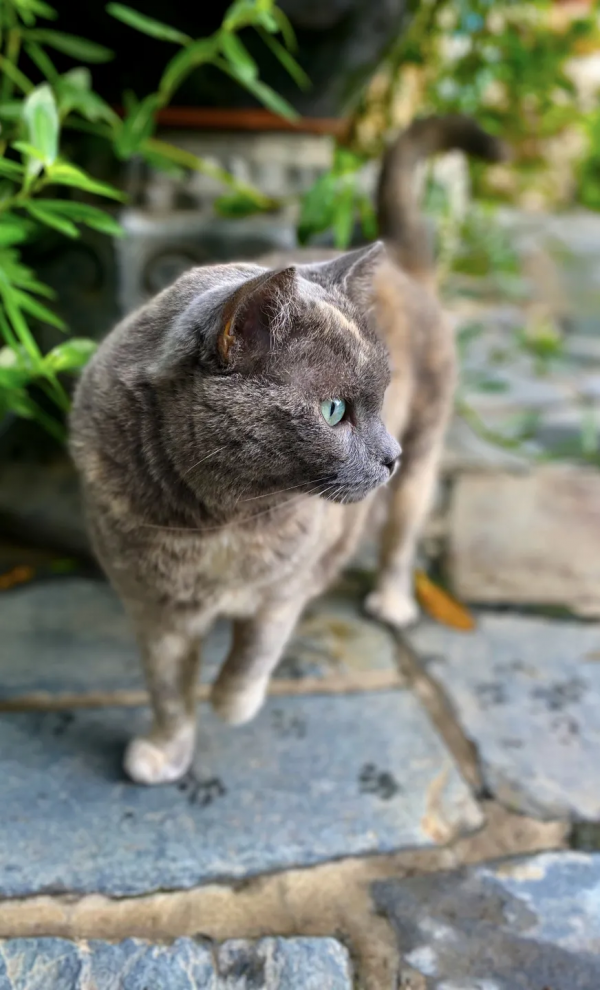 做你的影子,好不好? 做你的影子,好不好?