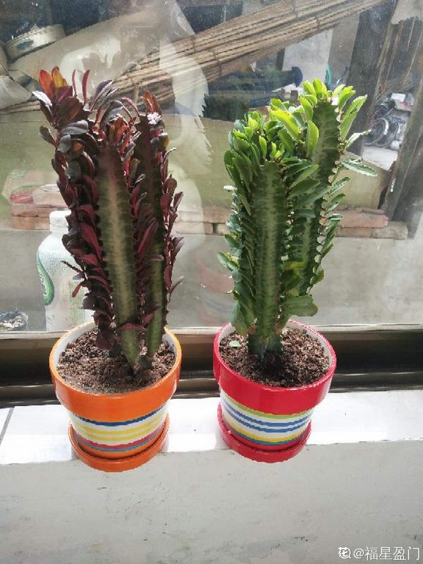 3種花長的跟“三胞胎”似的,還有“守家”的說法,適合居家養護 3種花長的跟“三胞胎”似的,還有“守家”的說法,適合居家養護