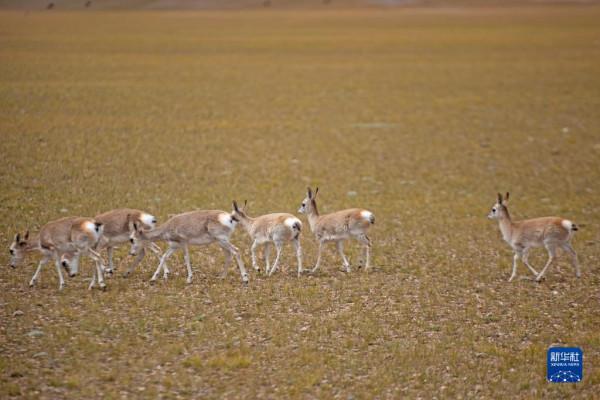 羌塘：野生動物的樂園