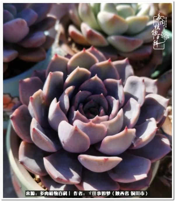 總有一段文字觸動心絃，總有那麼一盆多肉能打動你的心