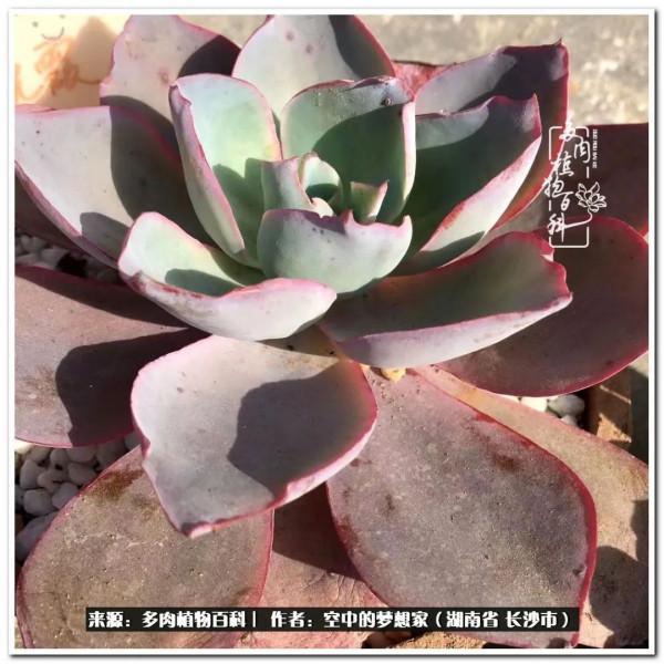 北陽臺黨，也有個多肉花園夢