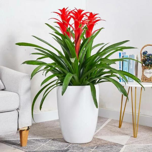 虎年養花就選這四種，漂亮又喜慶，大吉大利，越養越舒心