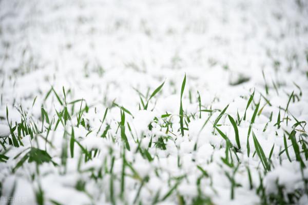 “亥月見三白,來年麥成堆”啥意思?“三白”指什麼?有啥預兆? “亥月見三白,來年麥成堆”啥意思?“三白”指什麼?有啥預兆?
