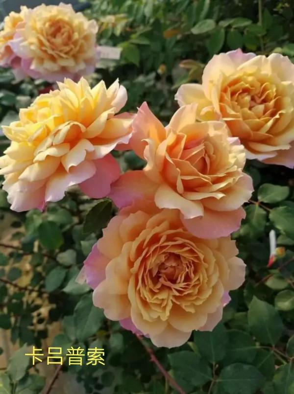 木村卓功及木村系列月季品種（4）