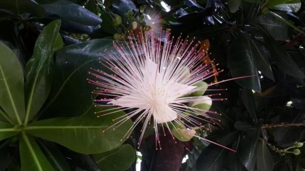 分享圖片——炫美的濱玉蕊花