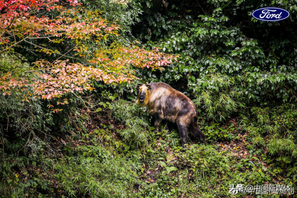 福特發起「沒有手機的 24h」體驗邀請