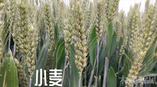 什麼樣的小麥品種才能高產,種植小麥,選種也是關鍵的一步 什麼樣的小麥品種才能高產,種植小麥,選種也是關鍵的一步