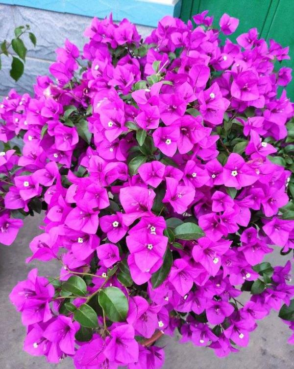 6種&OpenCurlyDoubleQuote;增值花&rdquo;，丟牆角不管它，也能長成&OpenCurlyDoubleQuote;花大樹&rdquo;，越養越富