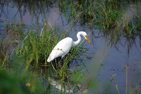 看看遼寧的野生鳥類 看看遼寧的野生鳥類