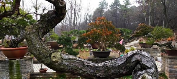 如果你家有庭院,一定要養盆景 如果你家有庭院,一定要養盆景