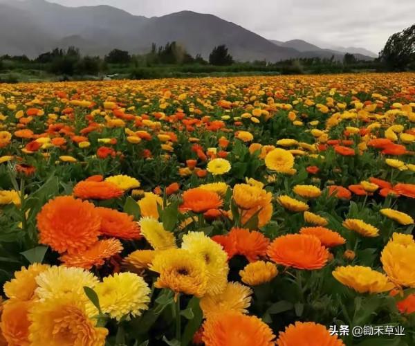 秋冬冗長,你我皆好-金盞菊 秋冬冗長,你我皆好-金盞菊