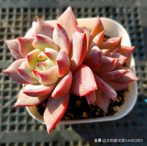 多肉粉藍鳥怎麼養?掌握5點,養出仙氣飄飄的狀態美極了 多肉粉藍鳥怎麼養?掌握5點,養出仙氣飄飄的狀態美極了