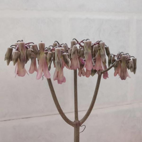 看出是什麼花？我佩服你是大神