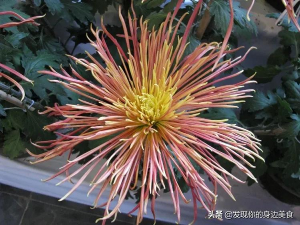 傲霜菊花奪人眼