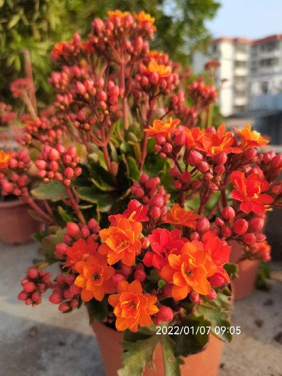 適合懶人養的10種花，挑一盆過年養，陽臺變花園