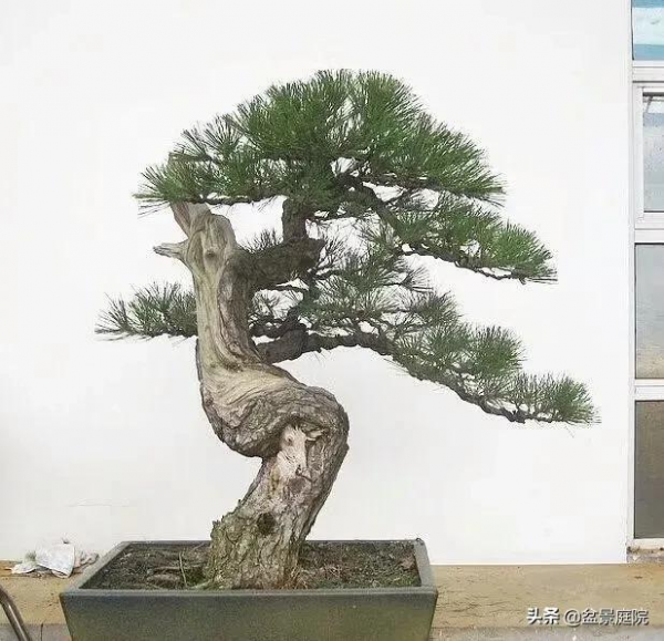 一棵斷頭松的製作與成長