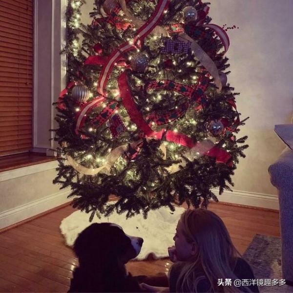 這些愛爭寵的寵物,滿滿的都是戲 這些愛爭寵的寵物,滿滿的都是戲