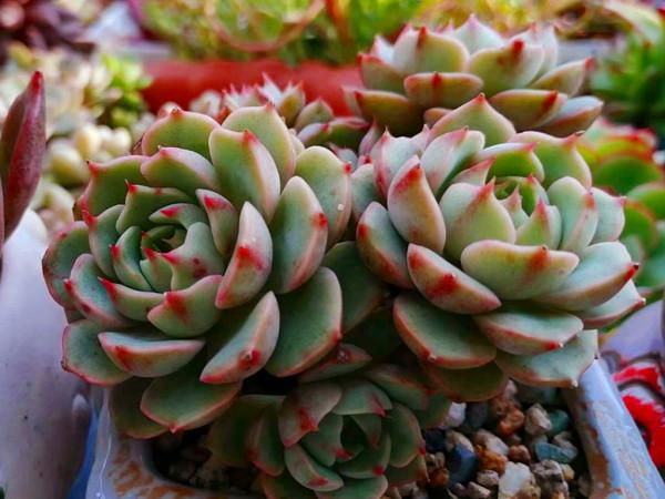 多肉病害不斷,除了通風不好之外,最大的原因是潮溼,要這樣解決 多肉病害不斷,除了通風不好之外,最大的原因是潮溼,要這樣解決