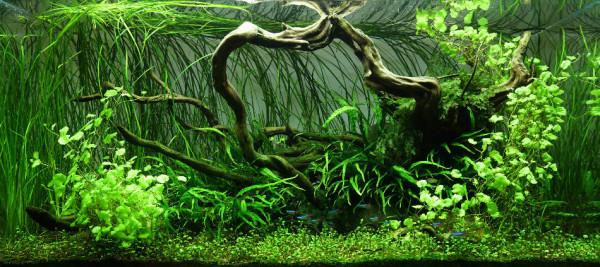 新手如何入門水族系列之五燈具的選擇 新手如何入門水族系列之五燈具的選擇