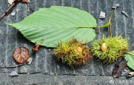 五里坡有34種珍稀瀕危動物物種