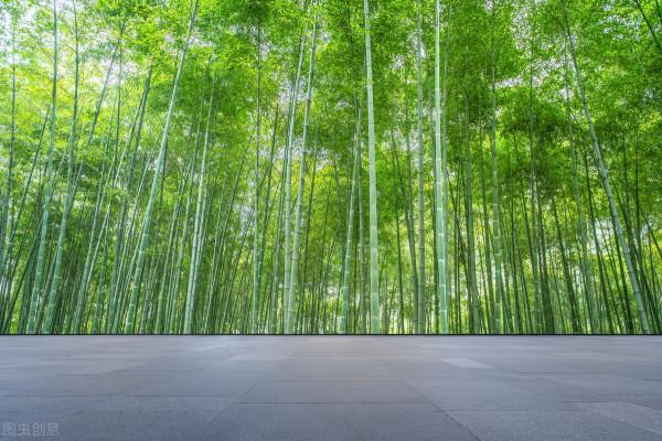 這樣的竹景觀,你能不愛嗎? 這樣的竹景觀,你能不愛嗎?