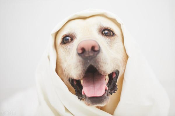 給毛孩子正確的驅蟲方法