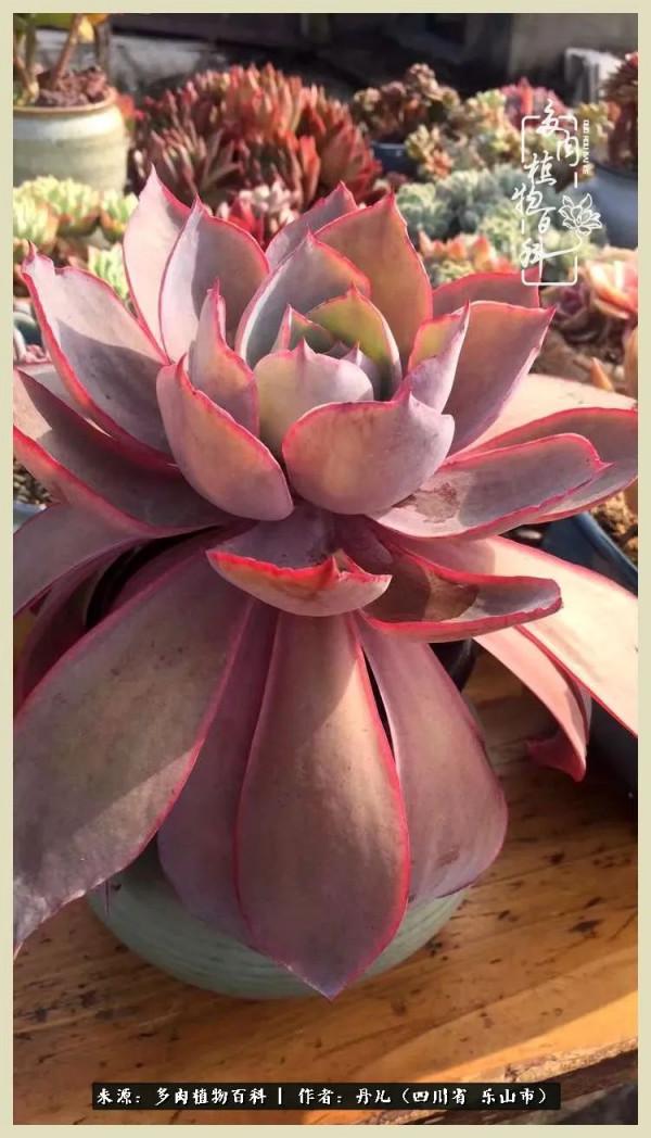 我的長生草秘密花園4：收集整理也是一種快樂