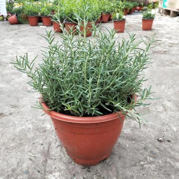 居家優雅綠植(三)