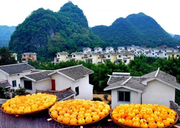 廣西恭城：家家曬柿餅 增產又增收