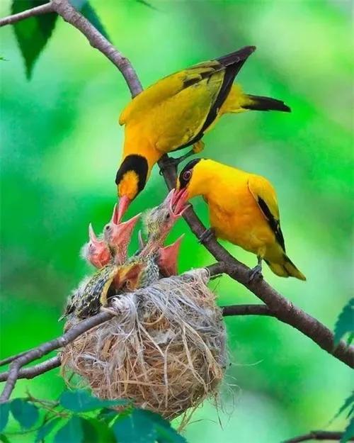 不同種類的“鳥媽媽”有一樣的愛