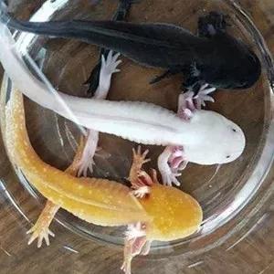 世界之大無奇不有&bull;美麗的六角恐龍魚百科