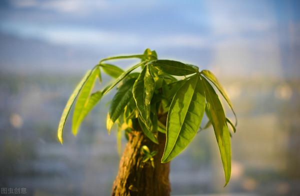 溫度低,18種花要“幹養”,澆水多很容易凍傷,難養活 溫度低,18種花要“幹養”,澆水多很容易凍傷,難養活