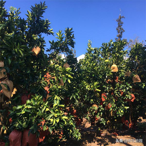 剛進入採收期，收購商突然不來了，6萬噸果子面臨延期，果農著急