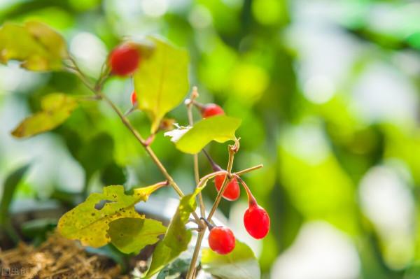 中藥地骨皮，常用於陰虛發熱、更年期綜合徵、糖尿病、高血壓