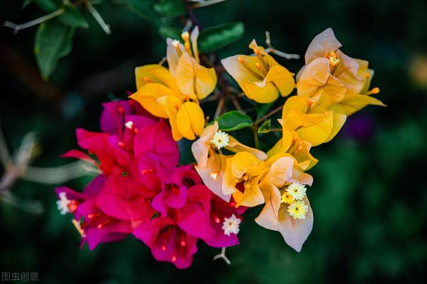 紫茉莉,夜來香,地雷花,說的都是它 紫茉莉,夜來香,地雷花,說的都是它