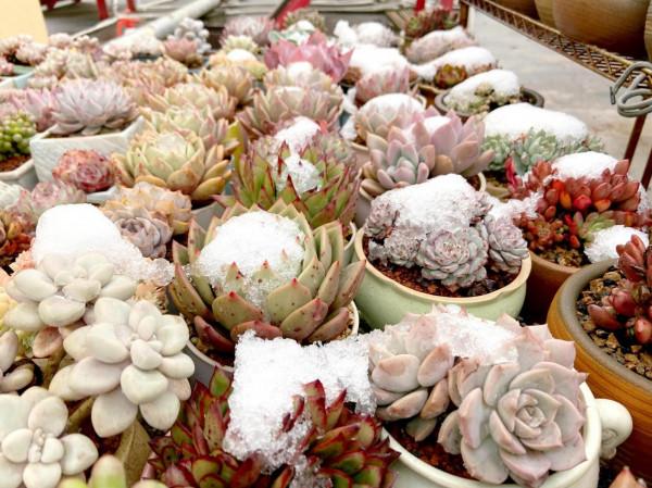 多肉被雪蓋住了，怎麼辦？