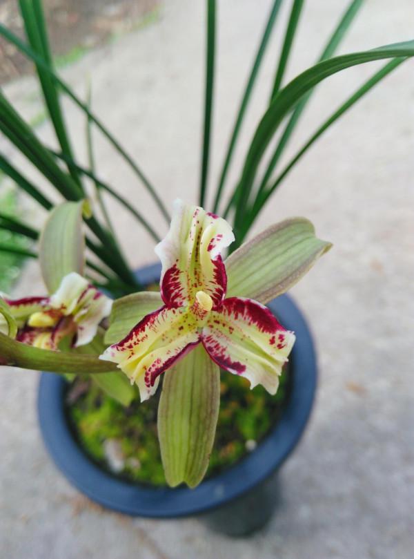 2000年，靳某偶得一叢蓮瓣蘭彩素，有蘭家出重金入股