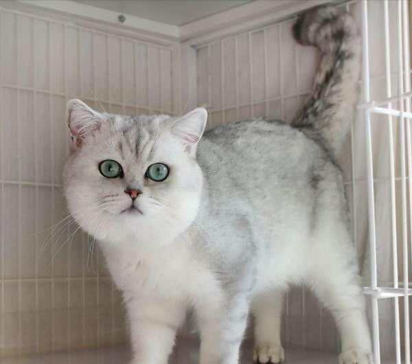 飼養攻略|英短銀漸層怎麼養? 飼養攻略|英短銀漸層怎麼養?