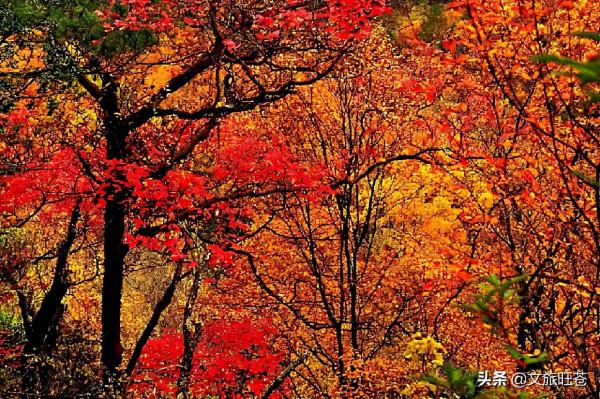 這裡的彩林美翻了！金秋，走進旺蒼米倉山