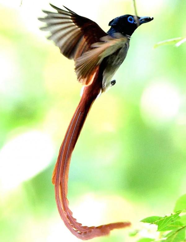 二十種長尾鳥賞析