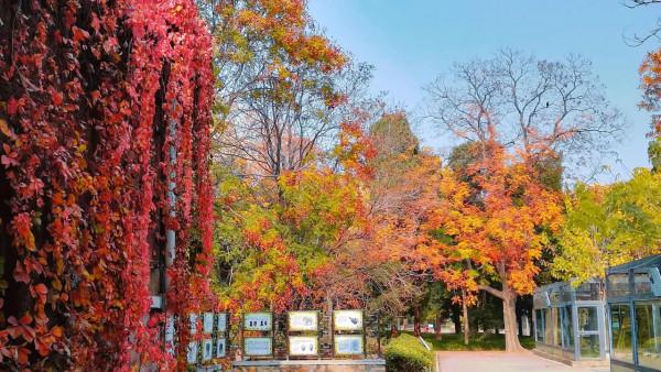 北京動物園裡意想不到的秋色 北京動物園裡意想不到的秋色