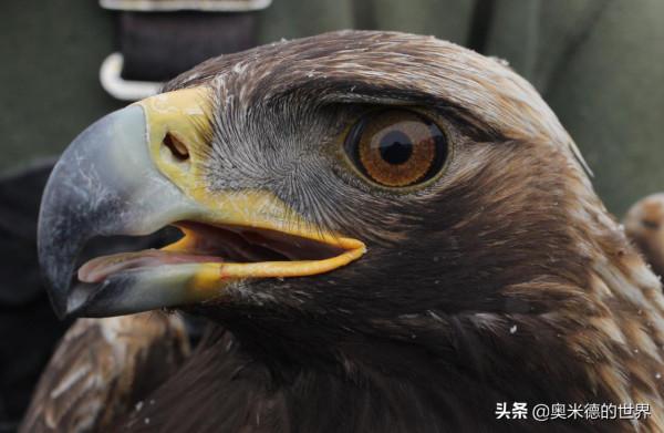 世界上速度最快的15種動物，獵豹是冠軍嗎？